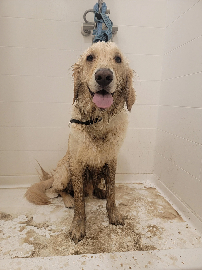 80 Dogs Who Looked At Their Owners Like Bath Time Was The Ultimate Betrayal 80 Dogs Who Looked At Their Owners Like Bath Time Was The Ultimate Betrayal