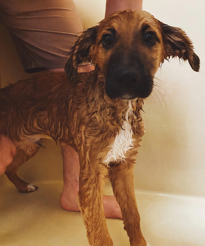 80 Dogs Who Looked At Their Owners Like Bath Time Was The Ultimate Betrayal 80 Dogs Who Looked At Their Owners Like Bath Time Was The Ultimate Betrayal