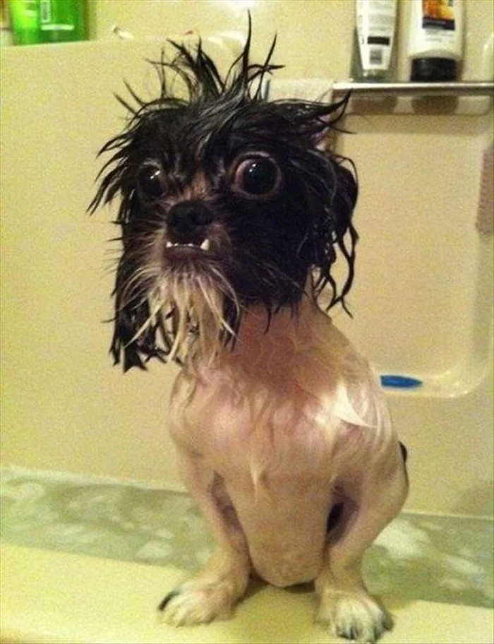 80 Dogs Who Looked At Their Owners Like Bath Time Was The Ultimate Betrayal 80 Dogs Who Looked At Their Owners Like Bath Time Was The Ultimate Betrayal