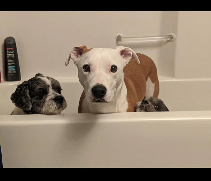 80 Dogs Who Looked At Their Owners Like Bath Time Was The Ultimate Betrayal 80 Dogs Who Looked At Their Owners Like Bath Time Was The Ultimate Betrayal