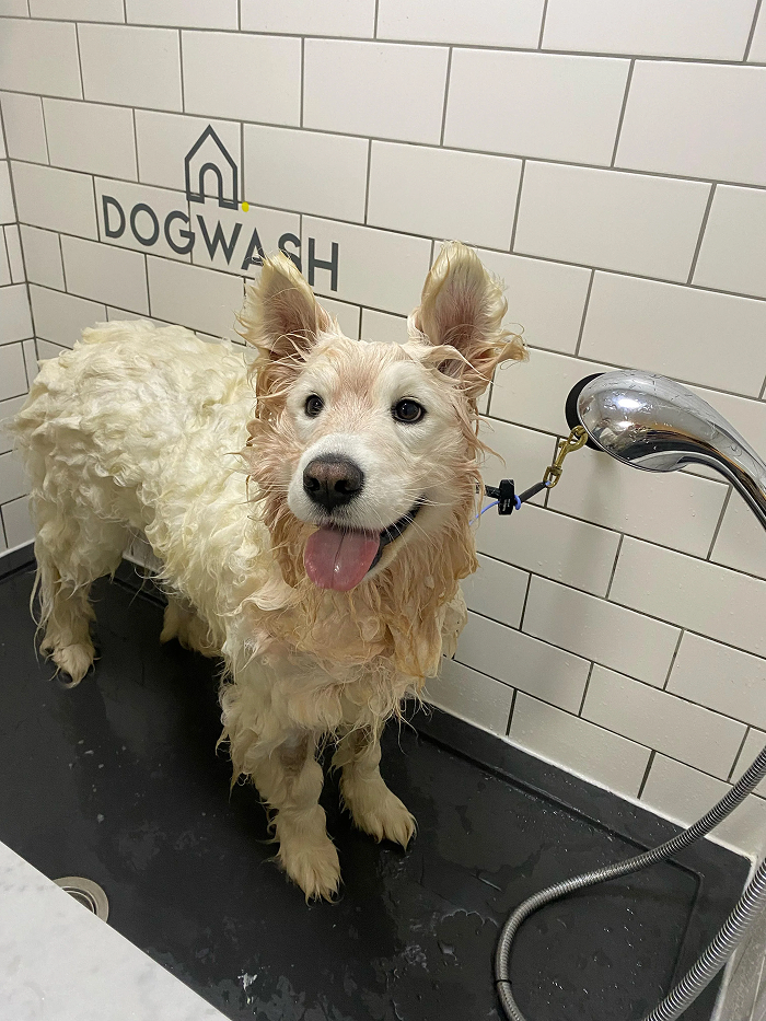 80 Dogs Who Looked At Their Owners Like Bath Time Was The Ultimate Betrayal 80 Dogs Who Looked At Their Owners Like Bath Time Was The Ultimate Betrayal