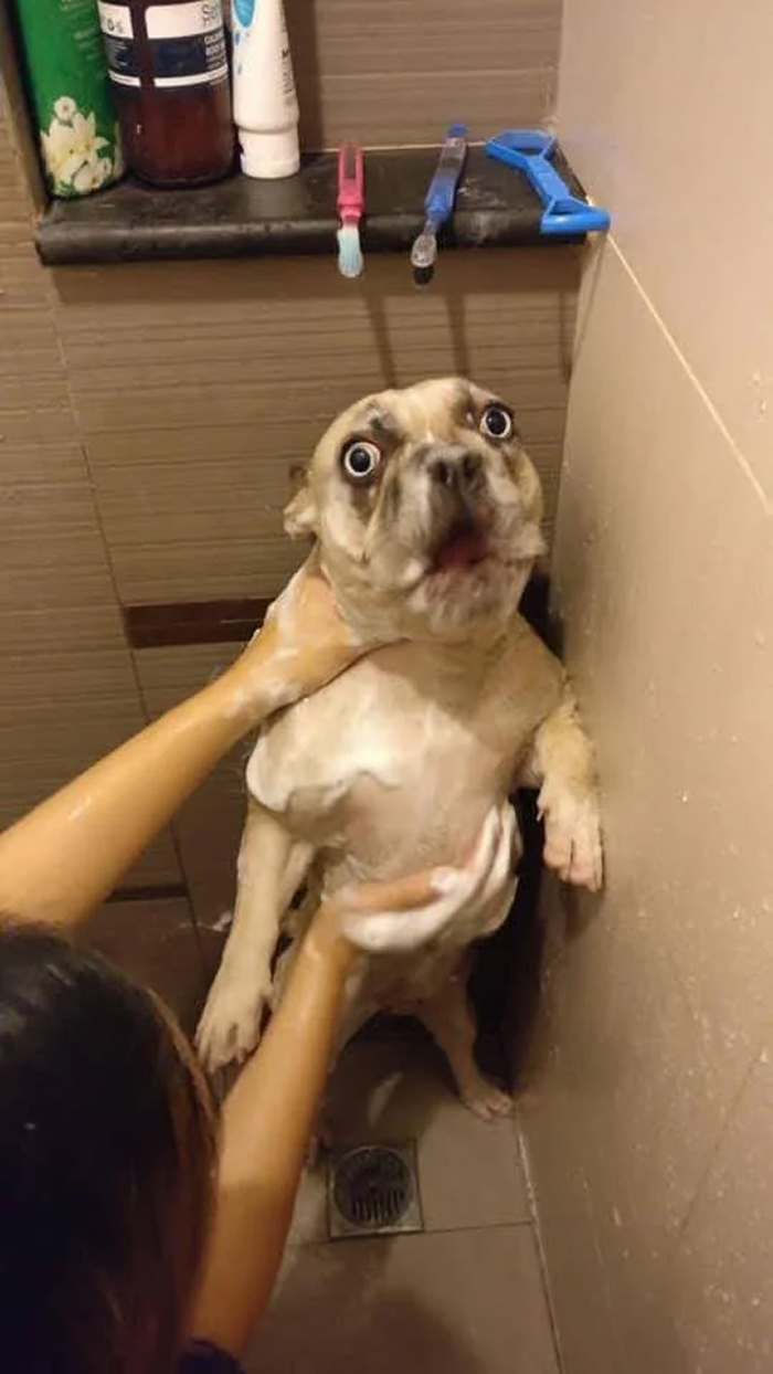 80 Dogs Who Looked At Their Owners Like Bath Time Was The Ultimate Betrayal 80 Dogs Who Looked At Their Owners Like Bath Time Was The Ultimate Betrayal