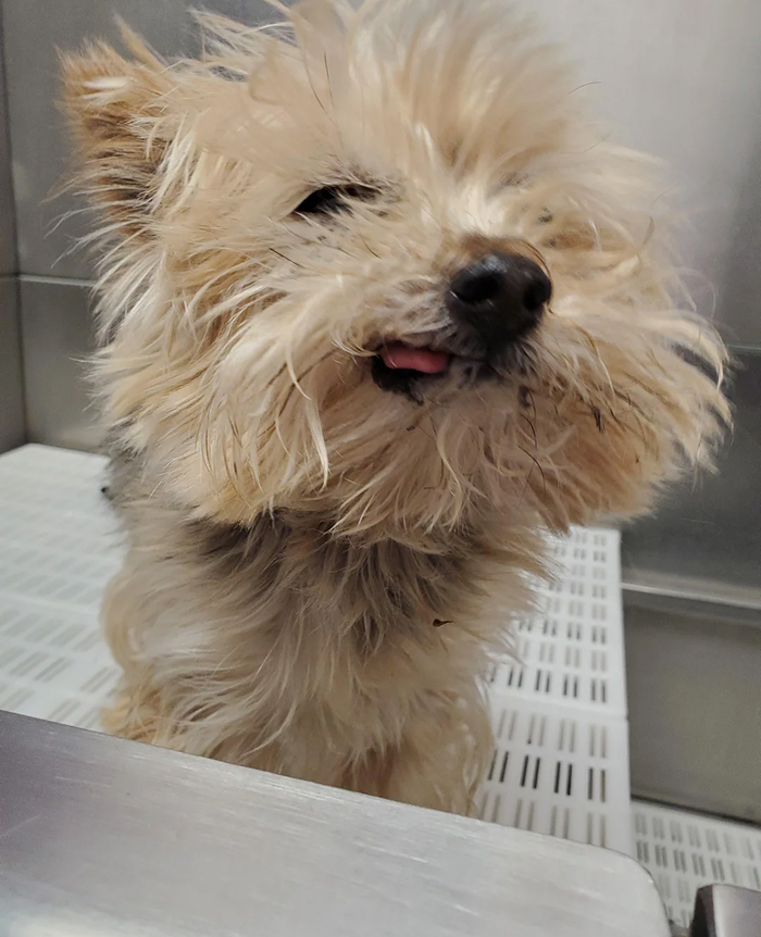 80 Dogs Who Looked At Their Owners Like Bath Time Was The Ultimate Betrayal 80 Dogs Who Looked At Their Owners Like Bath Time Was The Ultimate Betrayal