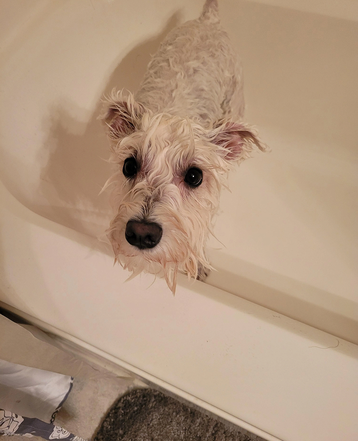 80 Dogs Who Looked At Their Owners Like Bath Time Was The Ultimate Betrayal 80 Dogs Who Looked At Their Owners Like Bath Time Was The Ultimate Betrayal