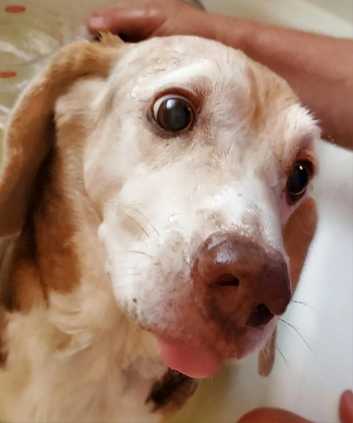 80 Dogs Who Looked At Their Owners Like Bath Time Was The Ultimate Betrayal 80 Dogs Who Looked At Their Owners Like Bath Time Was The Ultimate Betrayal