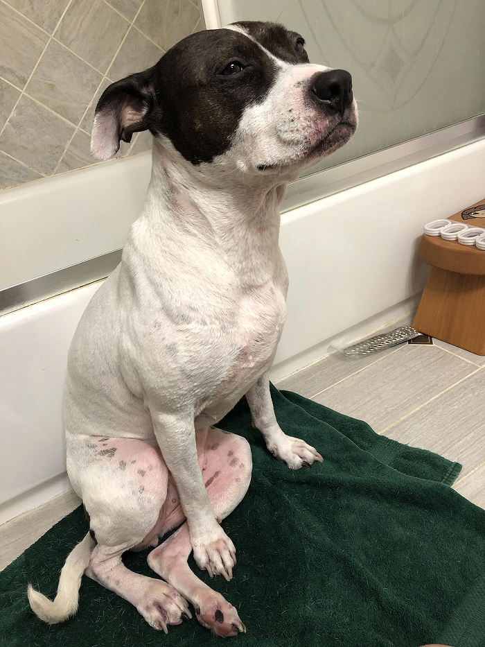 80 Dogs Who Looked At Their Owners Like Bath Time Was The Ultimate Betrayal 80 Dogs Who Looked At Their Owners Like Bath Time Was The Ultimate Betrayal