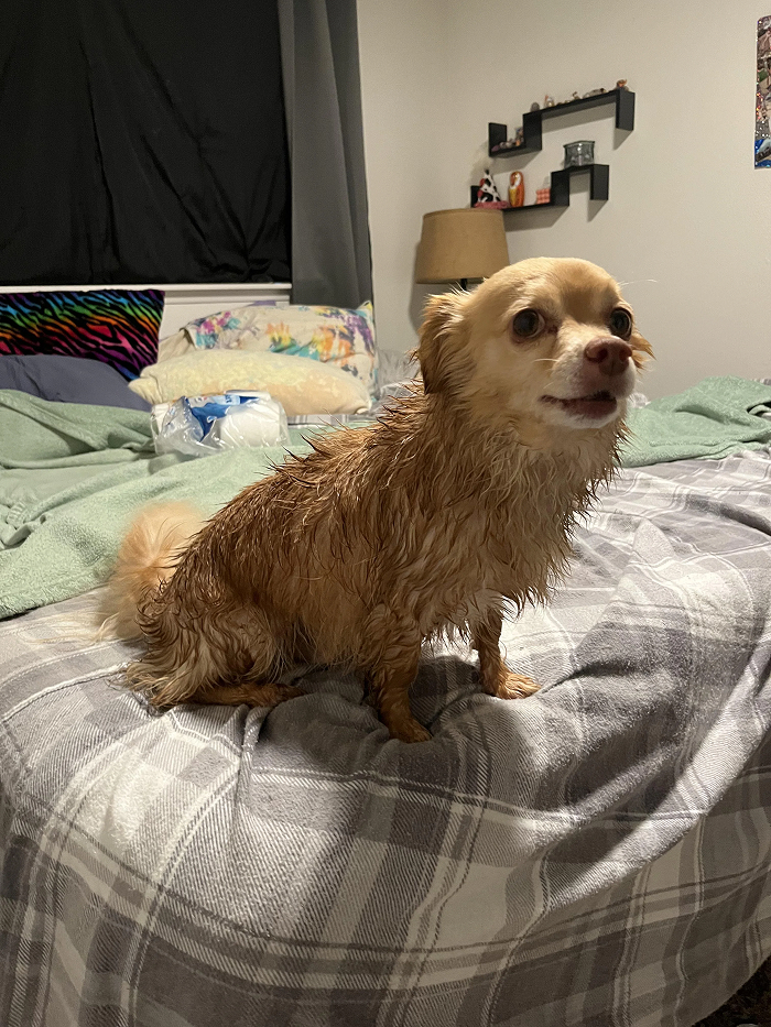 80 Dogs Who Looked At Their Owners Like Bath Time Was The Ultimate Betrayal 80 Dogs Who Looked At Their Owners Like Bath Time Was The Ultimate Betrayal