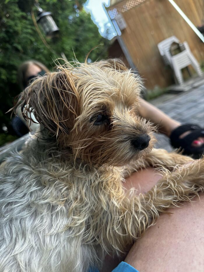 80 Dogs Who Looked At Their Owners Like Bath Time Was The Ultimate Betrayal 80 Dogs Who Looked At Their Owners Like Bath Time Was The Ultimate Betrayal