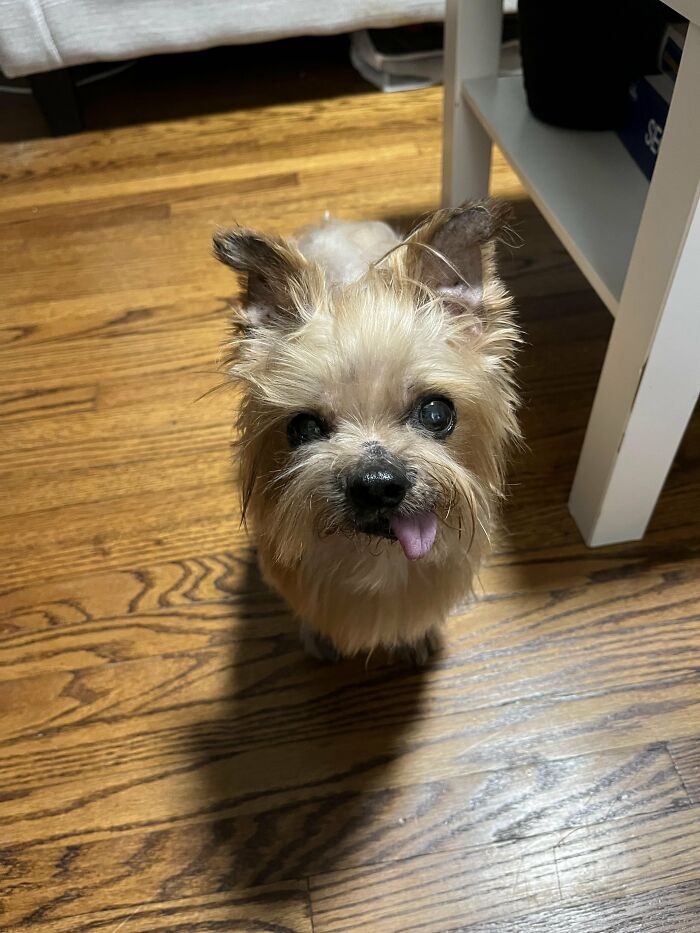 80 Dogs Who Looked At Their Owners Like Bath Time Was The Ultimate Betrayal 80 Dogs Who Looked At Their Owners Like Bath Time Was The Ultimate Betrayal