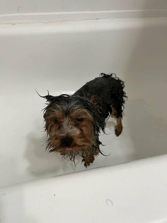 80 Dogs Who Looked At Their Owners Like Bath Time Was The Ultimate Betrayal 80 Dogs Who Looked At Their Owners Like Bath Time Was The Ultimate Betrayal