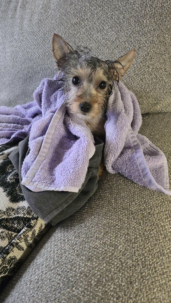 80 Dogs Who Looked At Their Owners Like Bath Time Was The Ultimate Betrayal 80 Dogs Who Looked At Their Owners Like Bath Time Was The Ultimate Betrayal