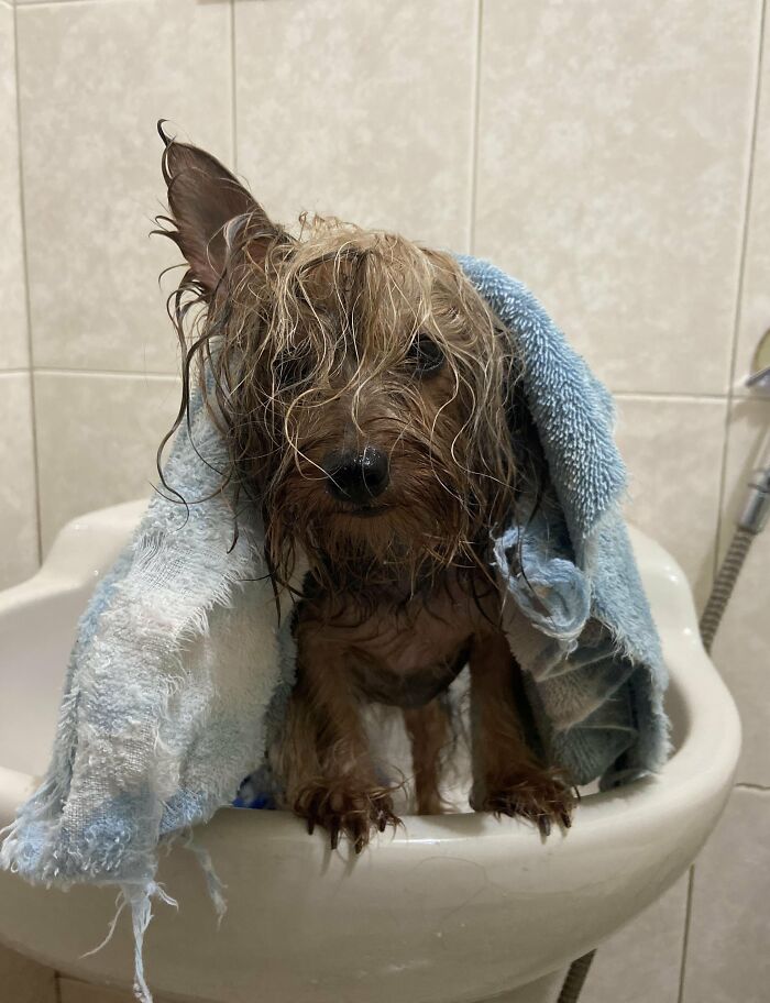 80 Dogs Who Looked At Their Owners Like Bath Time Was The Ultimate Betrayal 80 Dogs Who Looked At Their Owners Like Bath Time Was The Ultimate Betrayal