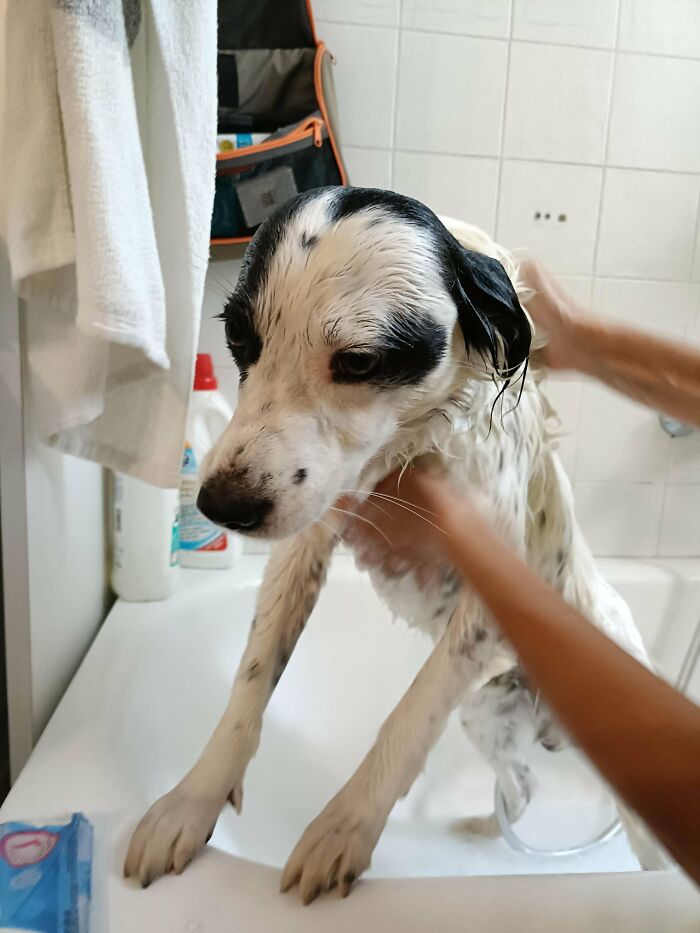 80 Dogs Who Looked At Their Owners Like Bath Time Was The Ultimate Betrayal 80 Dogs Who Looked At Their Owners Like Bath Time Was The Ultimate Betrayal