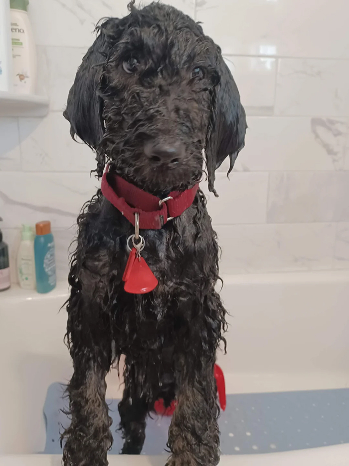 80 Dogs Who Looked At Their Owners Like Bath Time Was The Ultimate Betrayal 80 Dogs Who Looked At Their Owners Like Bath Time Was The Ultimate Betrayal