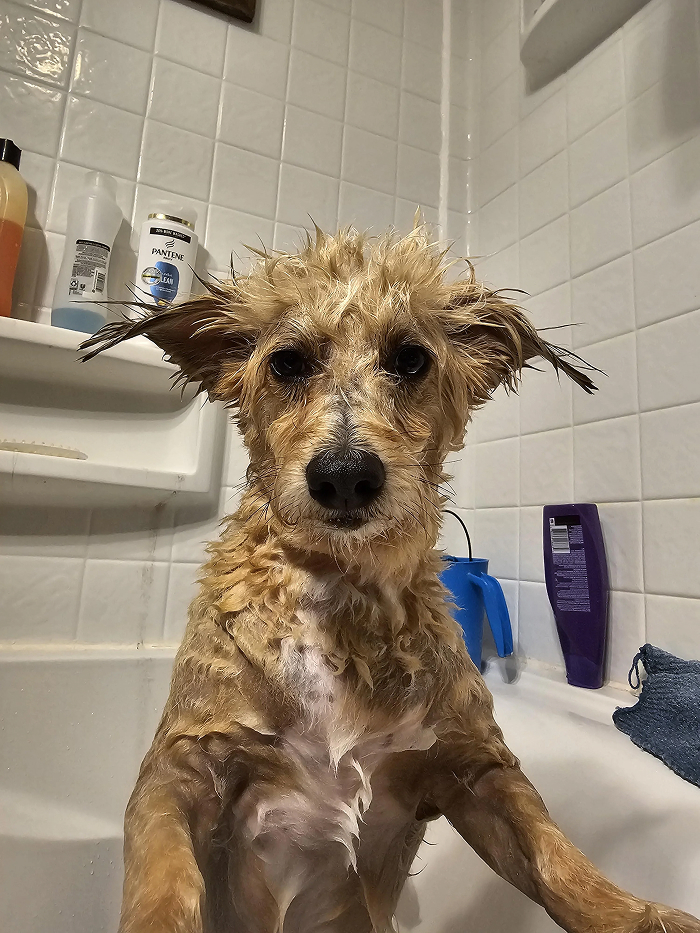 80 Dogs Who Looked At Their Owners Like Bath Time Was The Ultimate Betrayal 80 Dogs Who Looked At Their Owners Like Bath Time Was The Ultimate Betrayal