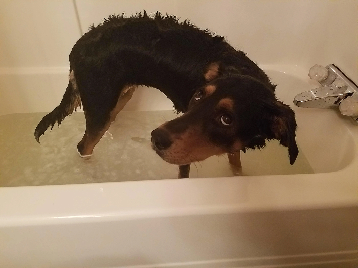 80 Dogs Who Looked At Their Owners Like Bath Time Was The Ultimate Betrayal 80 Dogs Who Looked At Their Owners Like Bath Time Was The Ultimate Betrayal