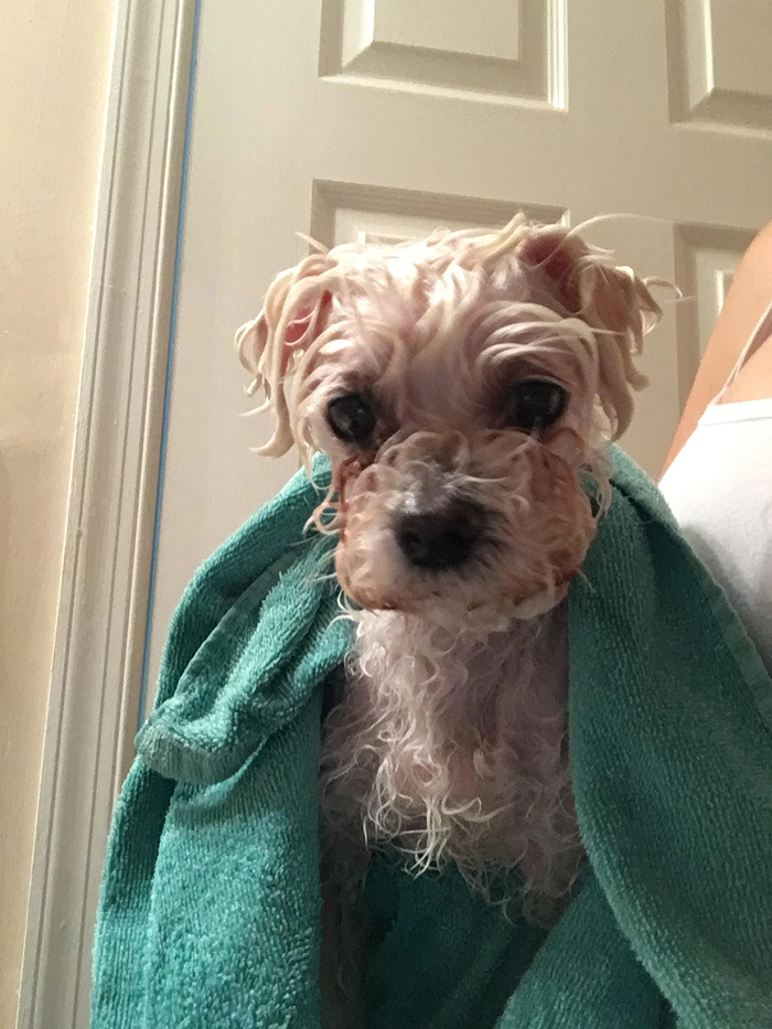 80 Dogs Who Looked At Their Owners Like Bath Time Was The Ultimate Betrayal 80 Dogs Who Looked At Their Owners Like Bath Time Was The Ultimate Betrayal