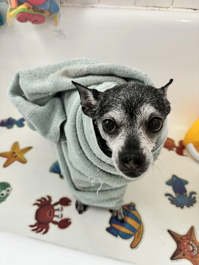 80 Dogs Who Looked At Their Owners Like Bath Time Was The Ultimate Betrayal 80 Dogs Who Looked At Their Owners Like Bath Time Was The Ultimate Betrayal