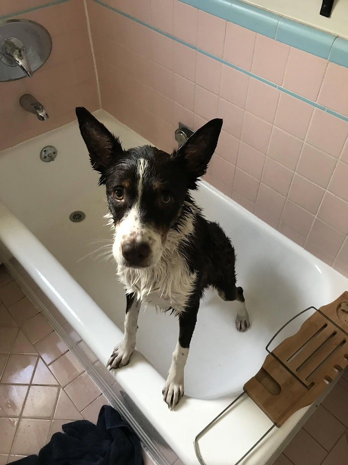 80 Dogs Who Looked At Their Owners Like Bath Time Was The Ultimate Betrayal 80 Dogs Who Looked At Their Owners Like Bath Time Was The Ultimate Betrayal