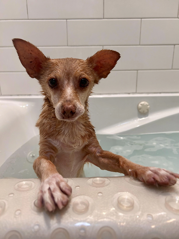 80 Dogs Who Looked At Their Owners Like Bath Time Was The Ultimate Betrayal 80 Dogs Who Looked At Their Owners Like Bath Time Was The Ultimate Betrayal