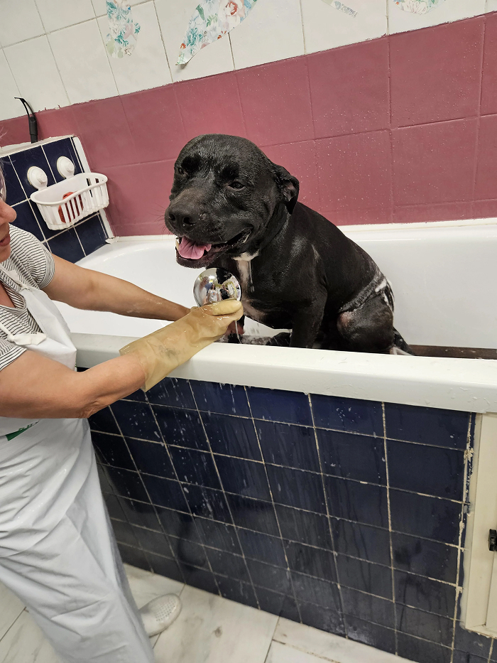 80 Dogs Who Looked At Their Owners Like Bath Time Was The Ultimate Betrayal 80 Dogs Who Looked At Their Owners Like Bath Time Was The Ultimate Betrayal