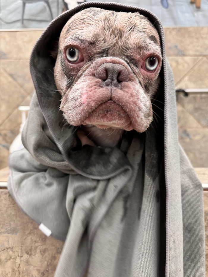 80 Dogs Who Looked At Their Owners Like Bath Time Was The Ultimate Betrayal 80 Dogs Who Looked At Their Owners Like Bath Time Was The Ultimate Betrayal