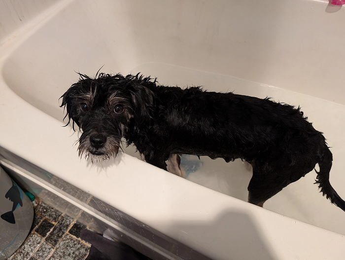 80 Dogs Who Looked At Their Owners Like Bath Time Was The Ultimate Betrayal 80 Dogs Who Looked At Their Owners Like Bath Time Was The Ultimate Betrayal