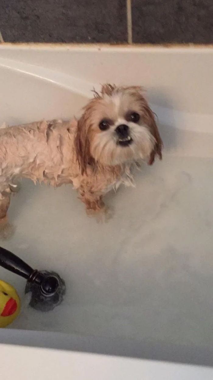 80 Dogs Who Looked At Their Owners Like Bath Time Was The Ultimate Betrayal 80 Dogs Who Looked At Their Owners Like Bath Time Was The Ultimate Betrayal