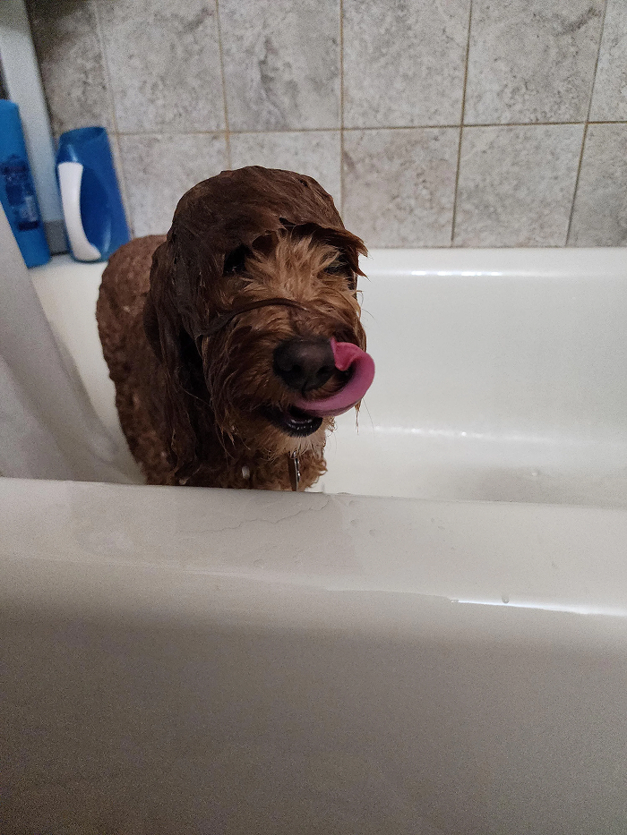 80 Dogs Who Looked At Their Owners Like Bath Time Was The Ultimate Betrayal 80 Dogs Who Looked At Their Owners Like Bath Time Was The Ultimate Betrayal