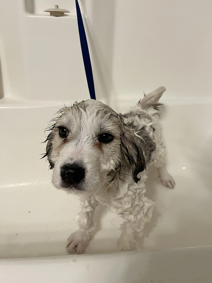 80 Dogs Who Looked At Their Owners Like Bath Time Was The Ultimate Betrayal 80 Dogs Who Looked At Their Owners Like Bath Time Was The Ultimate Betrayal