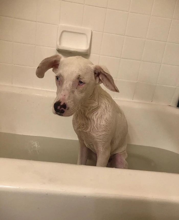 80 Dogs Who Looked At Their Owners Like Bath Time Was The Ultimate Betrayal 80 Dogs Who Looked At Their Owners Like Bath Time Was The Ultimate Betrayal