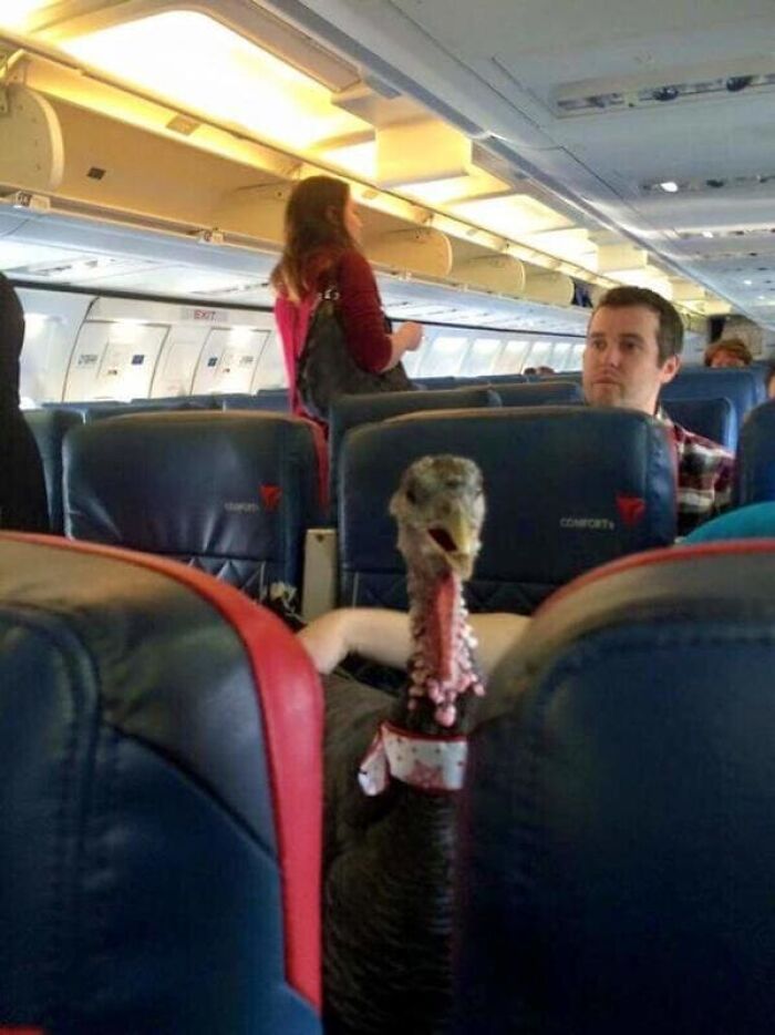 54 Plane Passengers Who Made A Few Hours In The Air Feel Like A Life Sentence 54 Plane Passengers Who Made A Few Hours In The Air Feel Like A Life Sentence