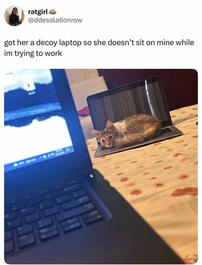 74 Hilarious Memes That Might Be Exactly The Laugh You Needed Today 74 Hilarious Memes That Might Be Exactly The Laugh You Needed Today