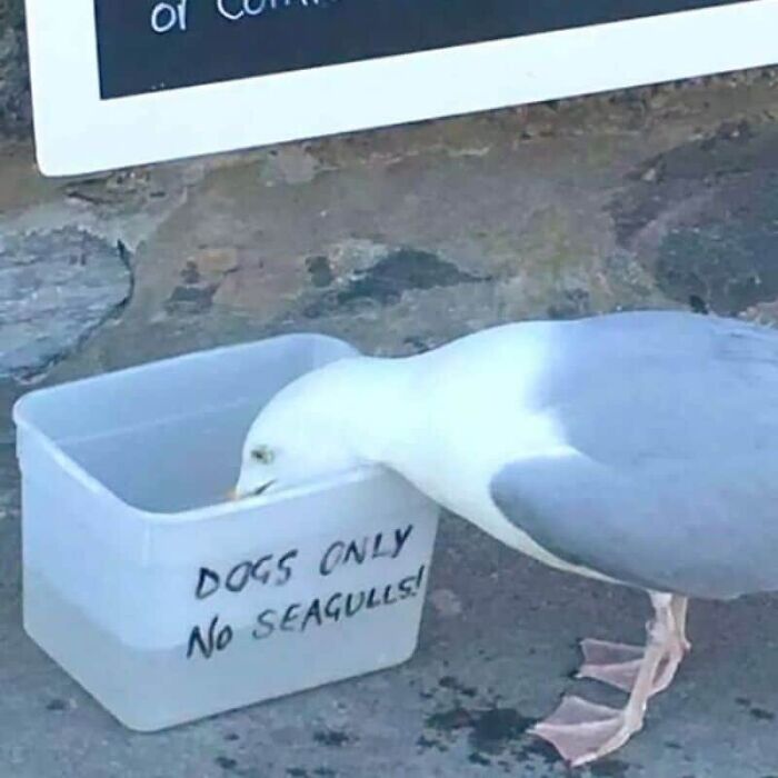 89 Pics That Might Make You Stop Scrolling Just To Figure Out What&rsquo;s Going On