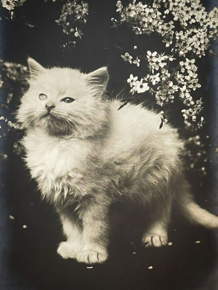 88 Fascinating Photos From The Victorian Era, As Documented By “Victorian Chronicles”