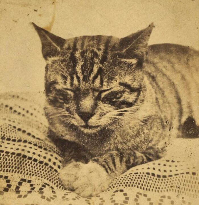 88 Fascinating Photos From The Victorian Era, As Documented By “Victorian Chronicles”