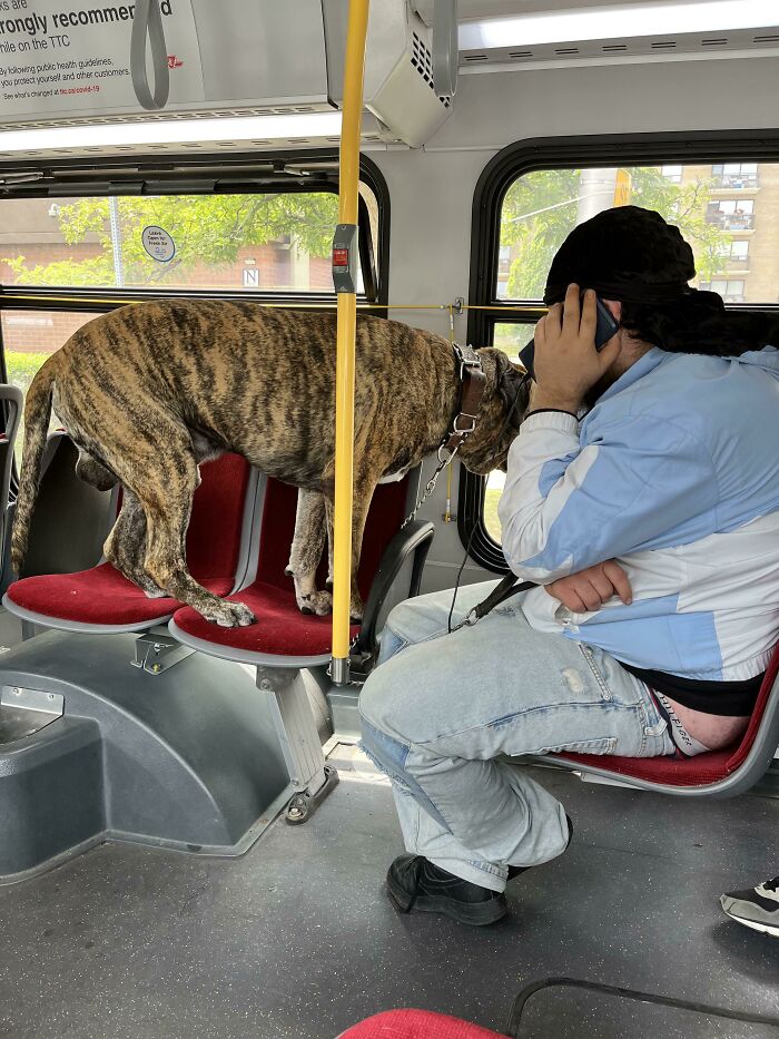 74 Examples Of Completely Wild Public Transport Interactions That Might Make You Buy A Car 74 Examples Of Completely Wild Public Transport Interactions That Might Make You Buy A Car
