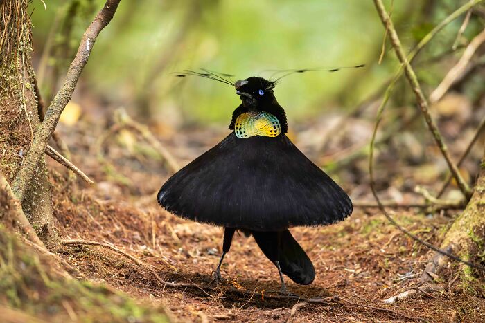 26 Stunning Photos From The 2026 Bird Photographer Of The Year Competition
