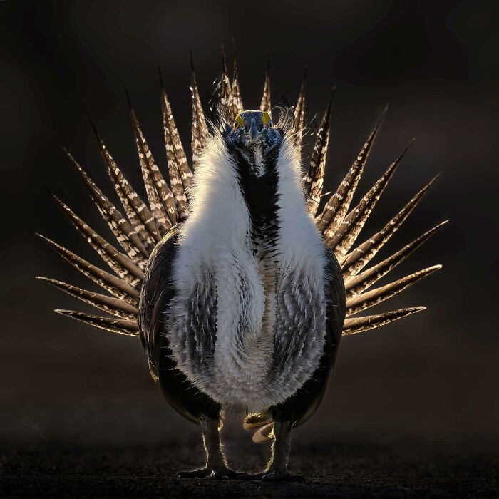 26 Stunning Photos From The 2026 Bird Photographer Of The Year Competition