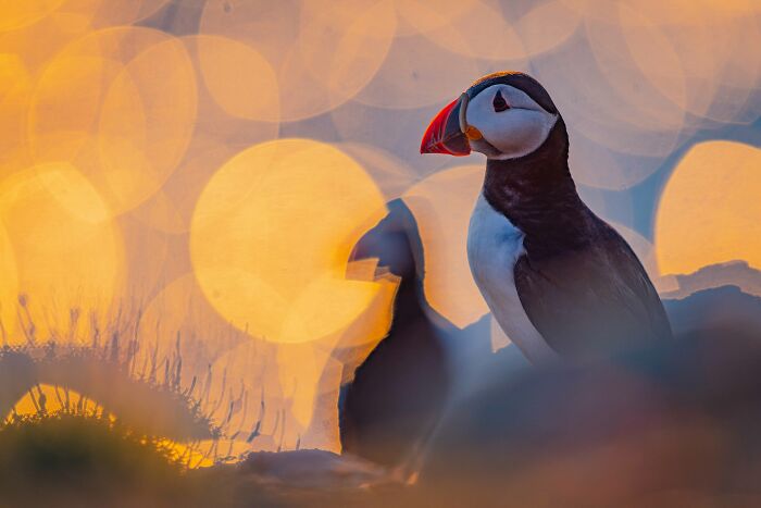 26 Stunning Photos From The 2026 Bird Photographer Of The Year Competition