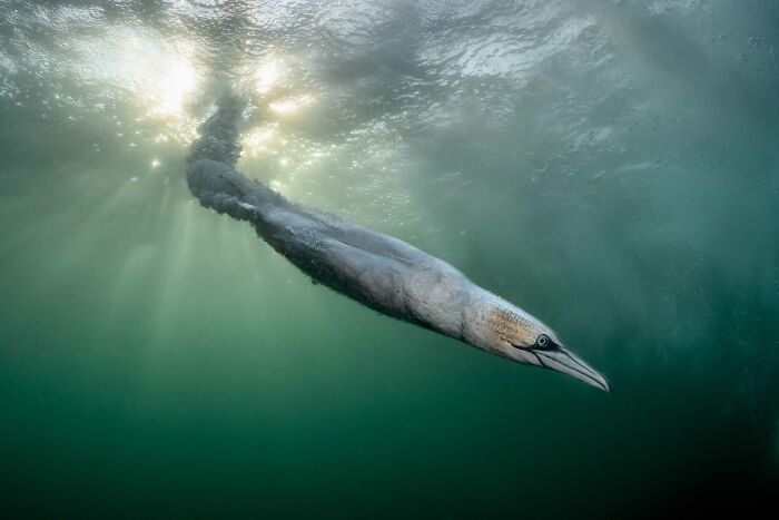 26 Stunning Photos From The 2026 Bird Photographer Of The Year Competition