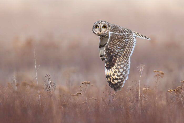26 Stunning Photos From The 2026 Bird Photographer Of The Year Competition