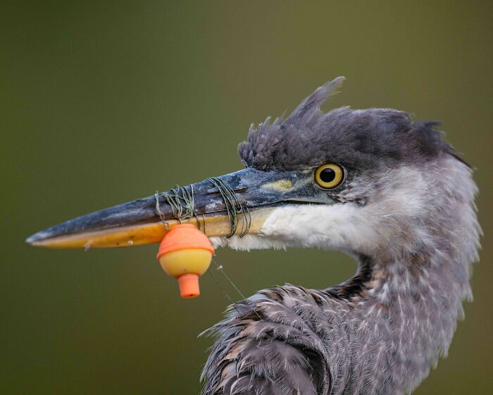 26 Stunning Photos From The 2026 Bird Photographer Of The Year Competition