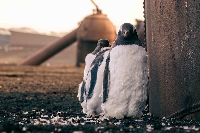 26 Stunning Photos From The 2026 Bird Photographer Of The Year Competition