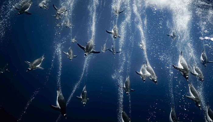 26 Stunning Photos From The 2026 Bird Photographer Of The Year Competition