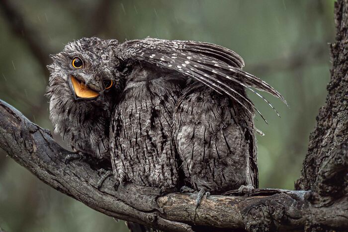 26 Stunning Photos From The 2026 Bird Photographer Of The Year Competition