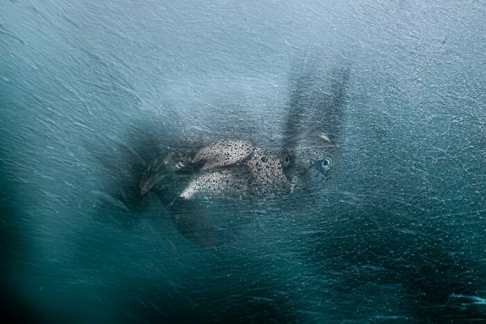 26 Stunning Photos From The 2026 Bird Photographer Of The Year Competition