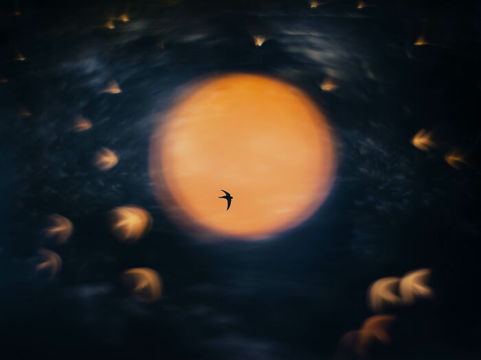 26 Stunning Photos From The 2026 Bird Photographer Of The Year Competition