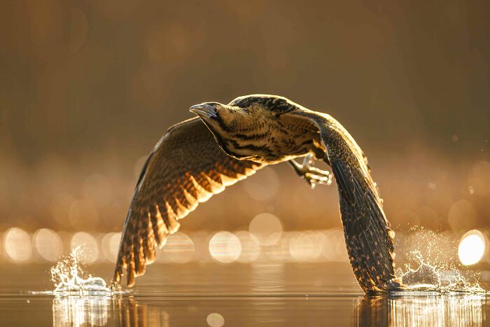 26 Stunning Photos From The 2026 Bird Photographer Of The Year Competition