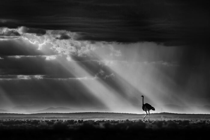 26 Stunning Photos From The 2026 Bird Photographer Of The Year Competition